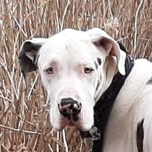 Meet your Posher, Denyse